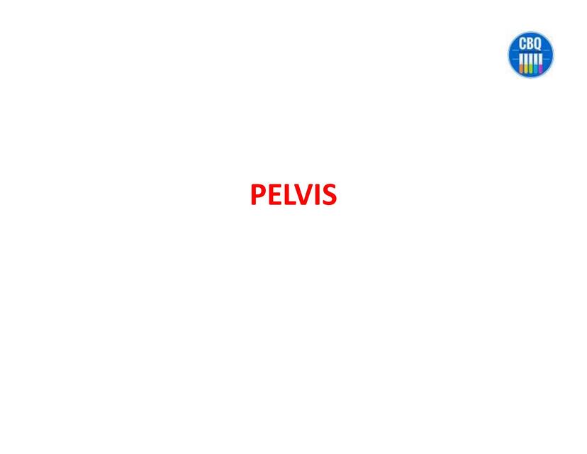 pelvis