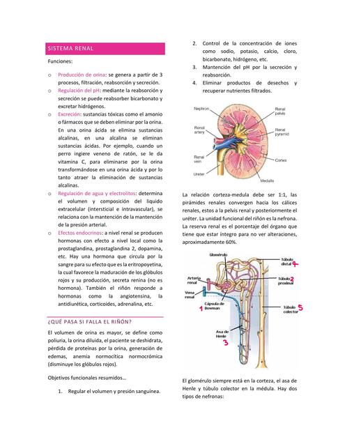 Fisiologia sistema renal