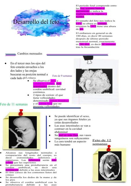 Desarrollo del feto