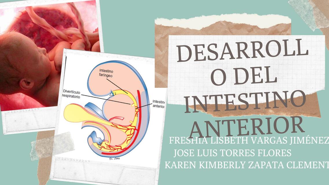 Desarrollo del intestino anterior