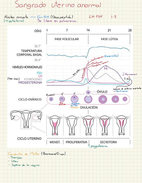 Sangrado Uterino Anormal