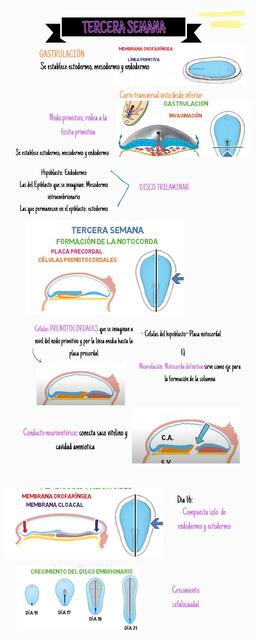 INFOGRAFÍA TERCERA SEMANA