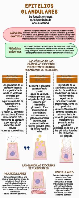 Infografía Glandulas 2