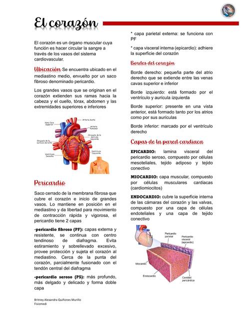 ANATOMIA DEL CORAZON