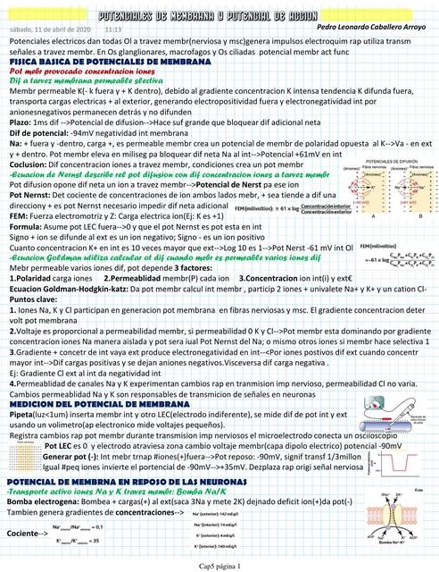 Potencial de membrana y acción Pedro Caballero