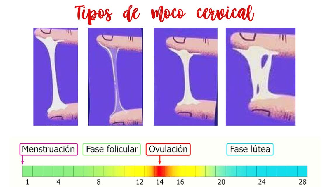 Material educativo 8