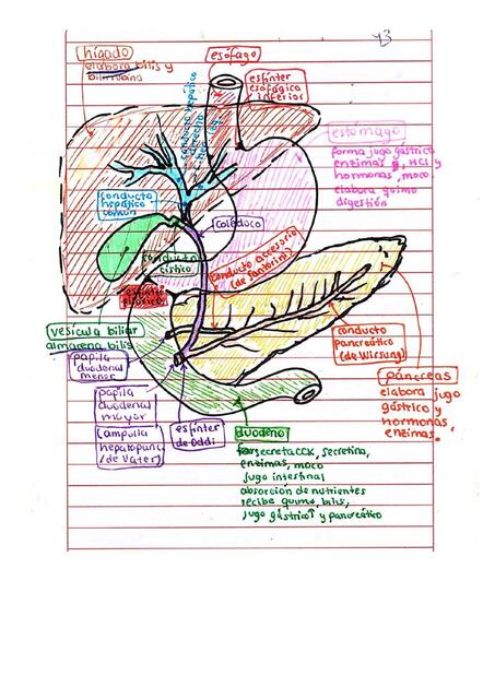 anatomía digestivo