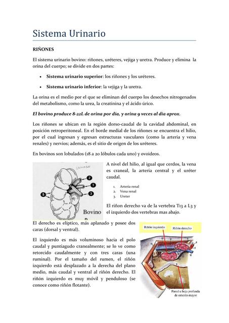 Sistema Urogenital