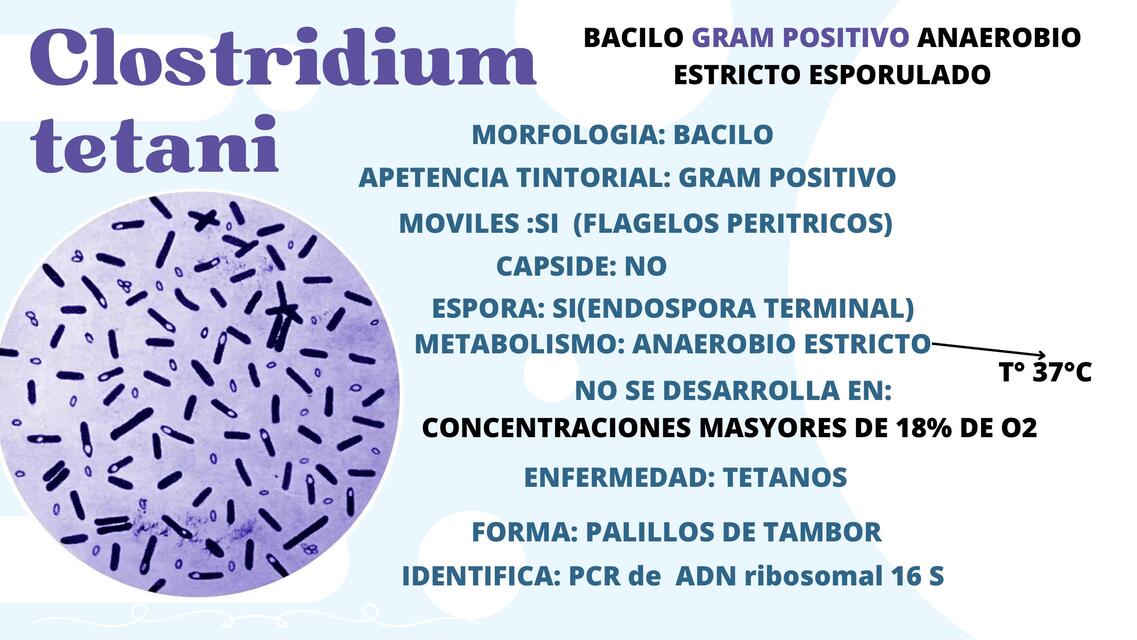 Clostridium tetani