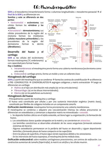 Desarrollo musculoesqueltico fetal. MOORE & LAGMAN