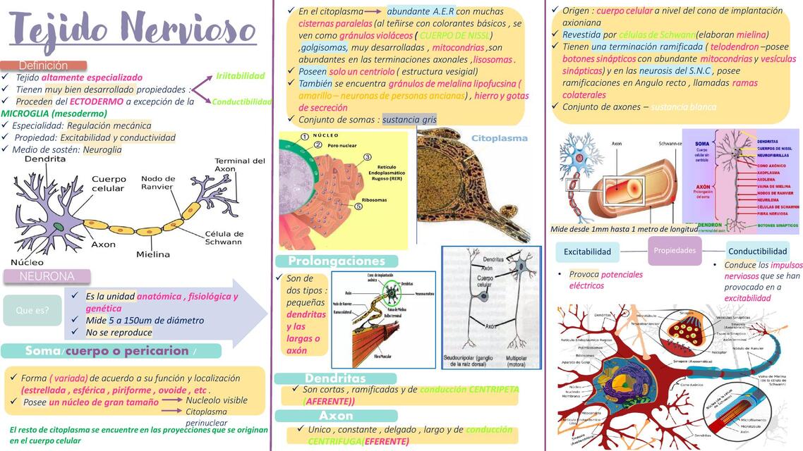 tejido nervioso1
