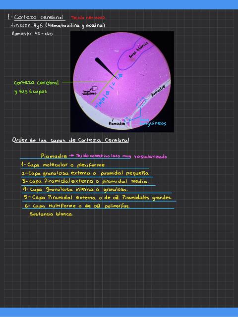 Corteza cerebral- Sistema Nervioso - Cortes histológicos señalados.