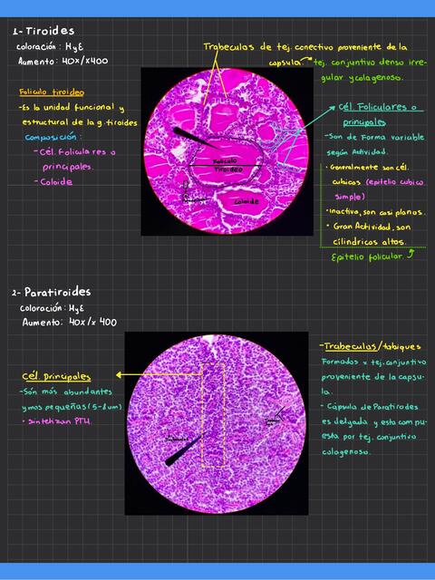 Hipófisis y Tiroides -Sistema endocrino - Cortes histológicos señalados.