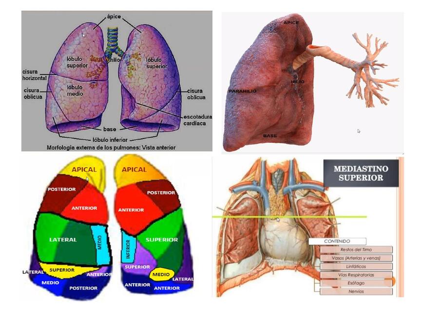 Los pulmones