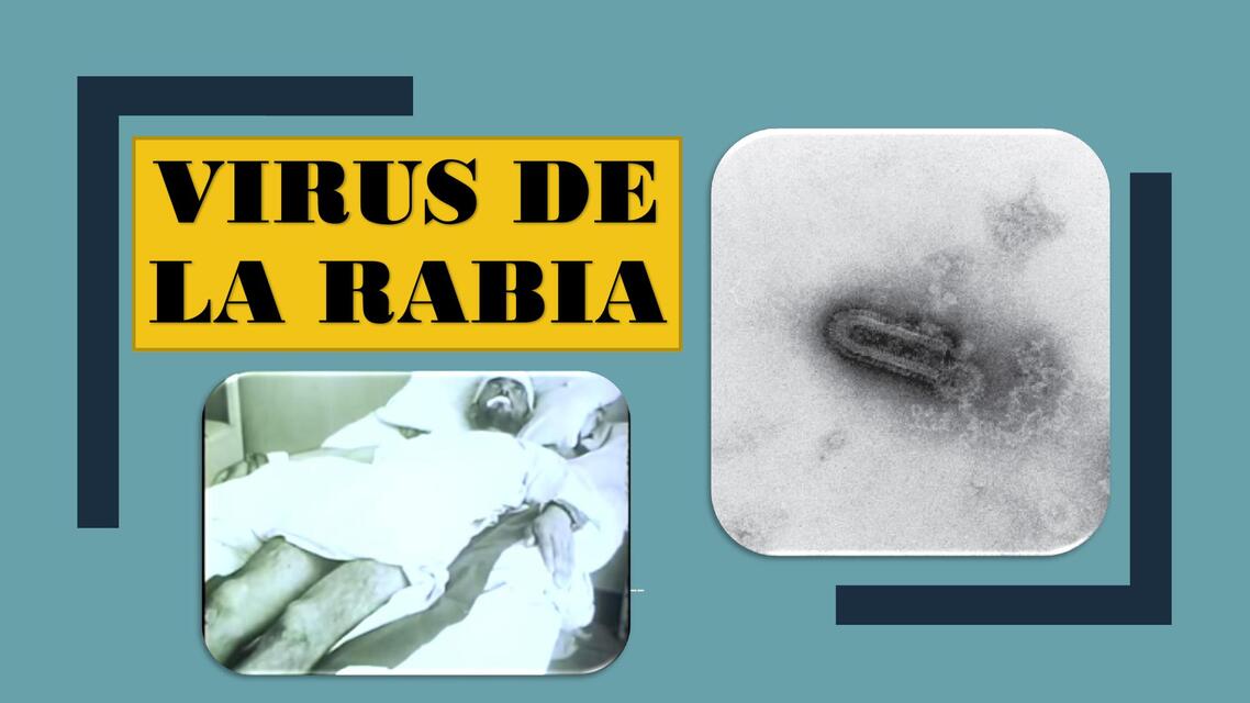 VIRUS DE LA RABIA