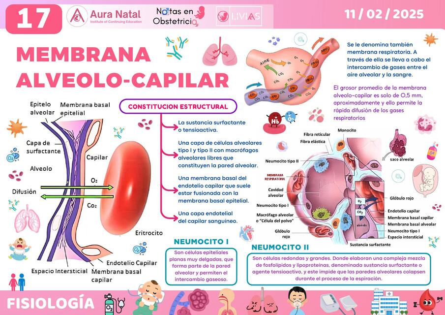 17 MEMBRANA ALVEOLO CAPILAR BY KMLM