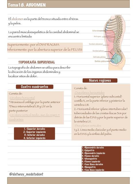 Anatomía de abdomen