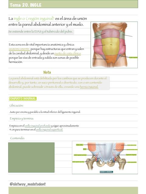 Anatomía de ingle