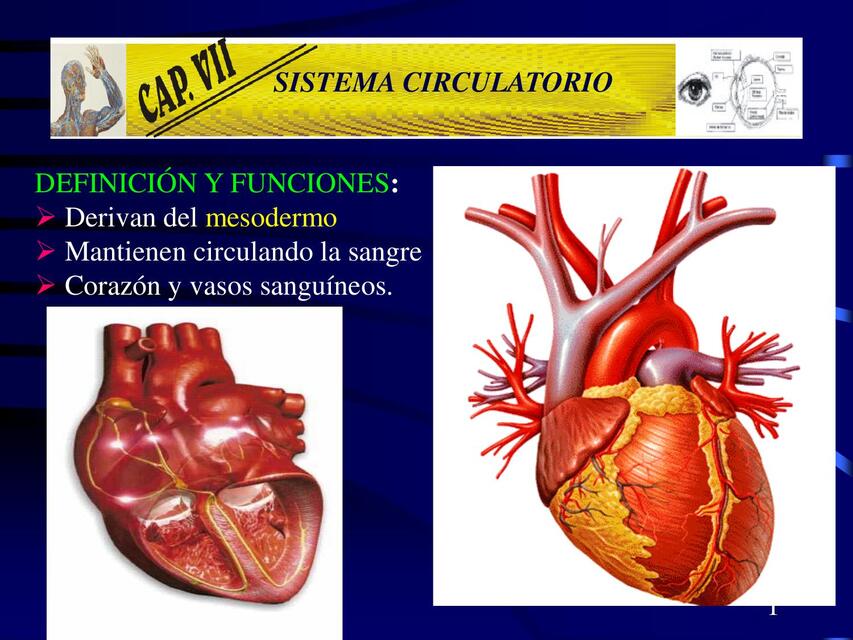 SISTEMA CIRCULATORIO