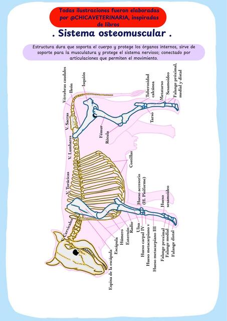 Sistema óseo Chicaveterinaria