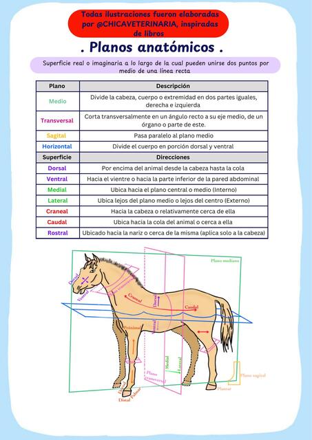 Planos anatómicos chicaveterinaria