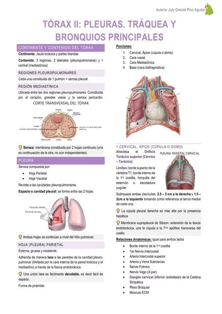 anatom-a-de-t-rax-pleuras-tr-quea-y-bronquios-principales-july-pino