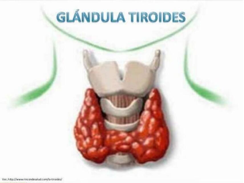 glandula tiroides