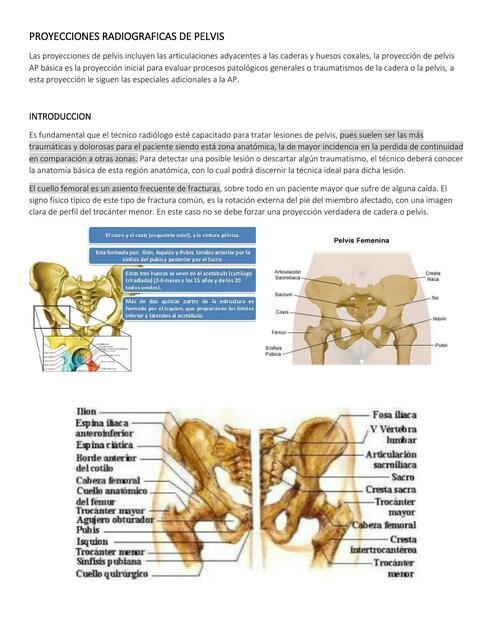 ANATOMIA DE LA PELVIS