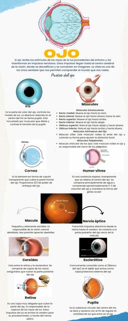 Infografía ojo