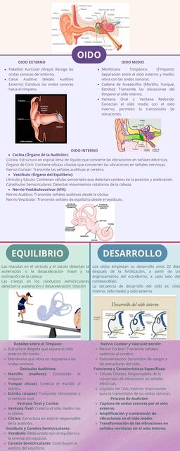 Infografía Oido