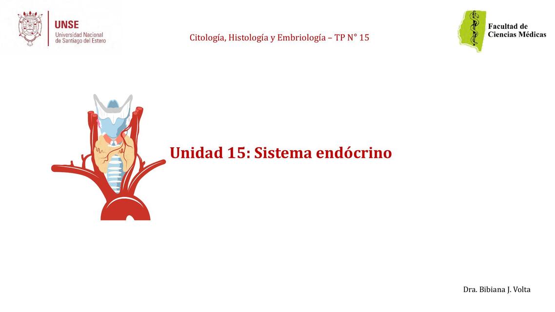 Sistema endocrino