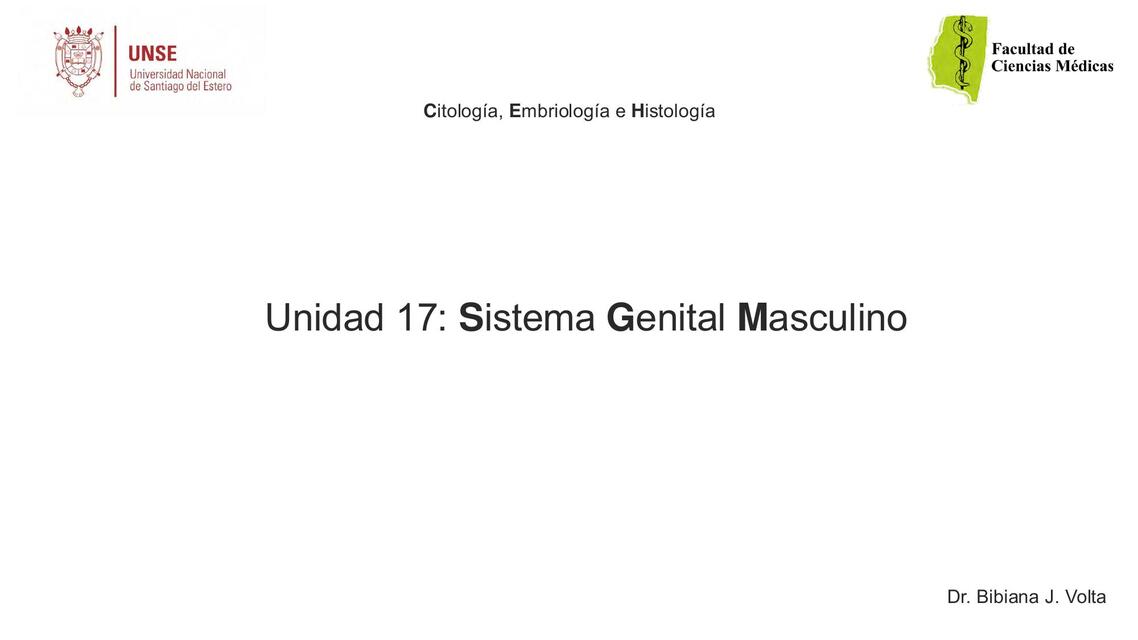 Sistema genital masculino