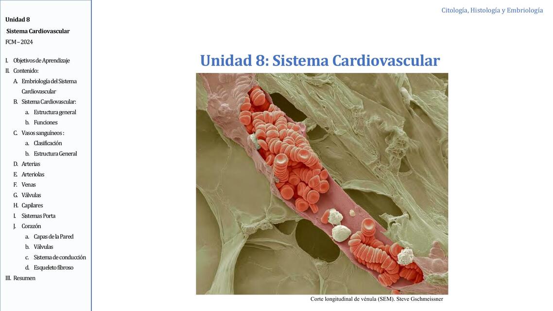 Sistema cardiovascular