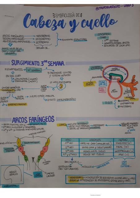 Embriología Cabeza y Cuello (Embriología - Nut)