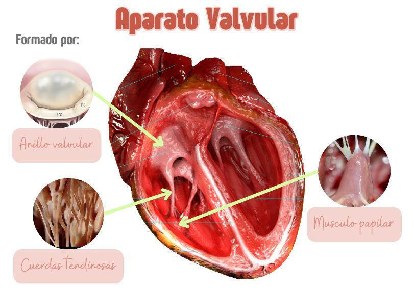 APARATO VALVULAR