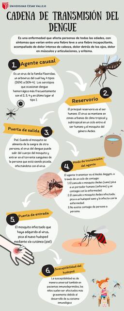 CADENA DE TRANSMISIÓN DEL DENGUE @nursenotess