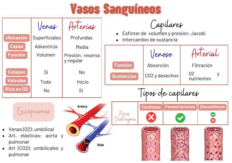 VASOS SANGUÍNEOS