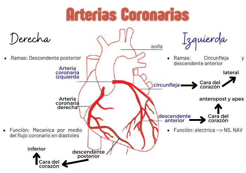 IRRIGACIÓN CARDIACA