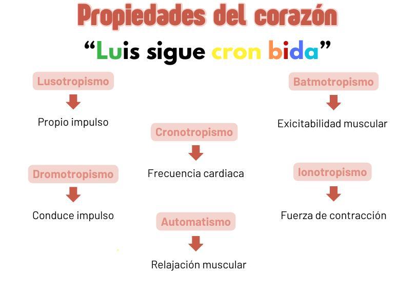 PROPIEDADES DEL CORAZÓN