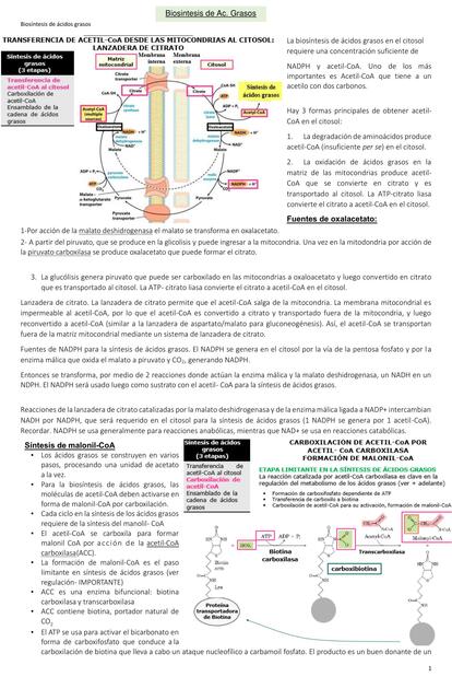 Biosíntesis de ácidos grasos 1