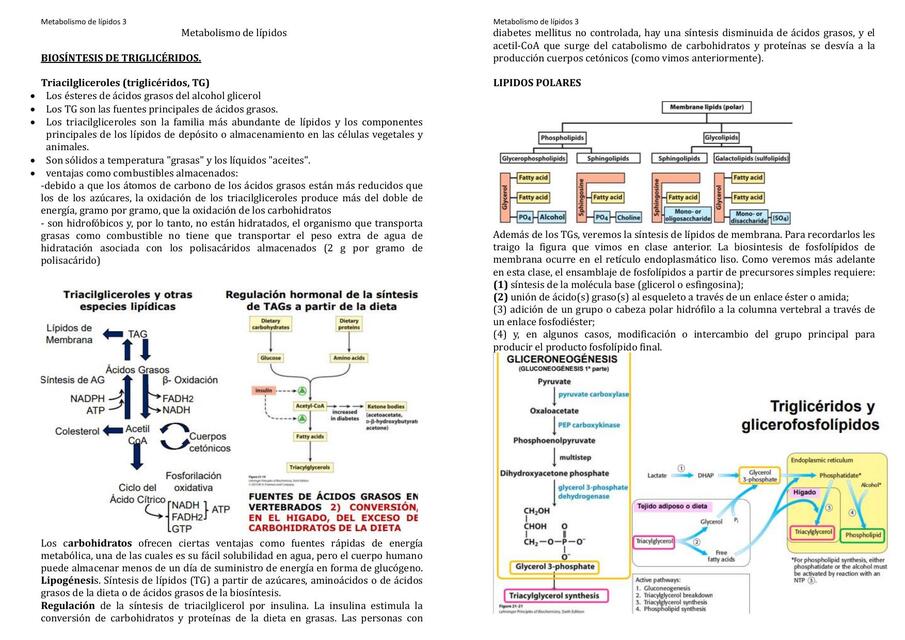 Metabolismo de lípidos parte 3