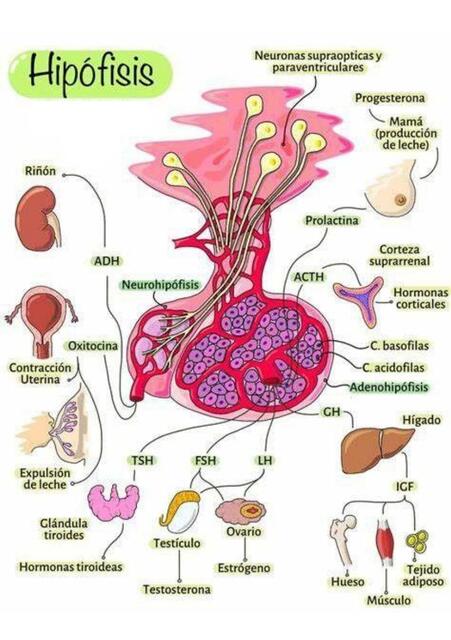 hipófisis