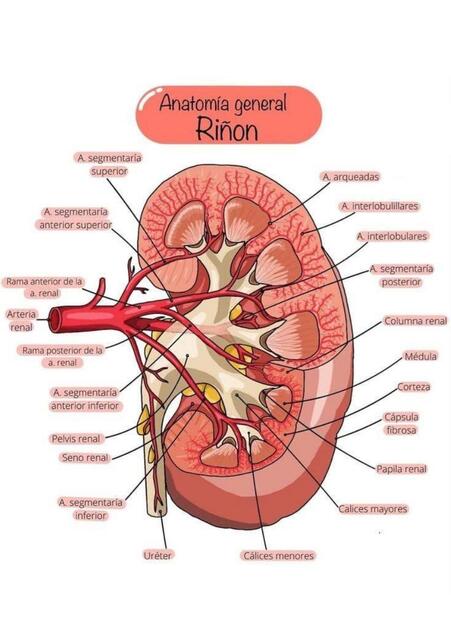 Anatomia general del riñon