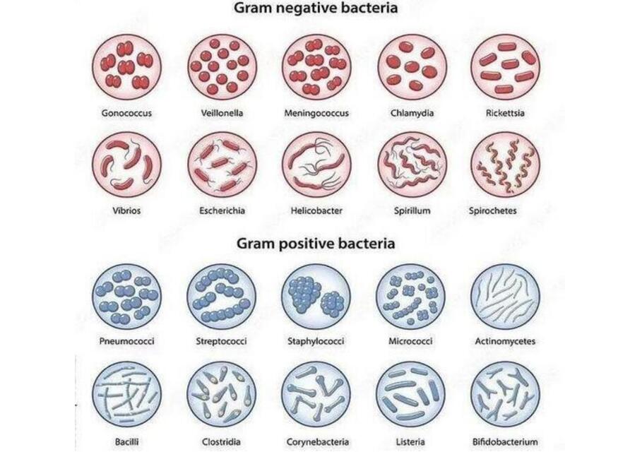 Bacterias gram positivas y gram negativas