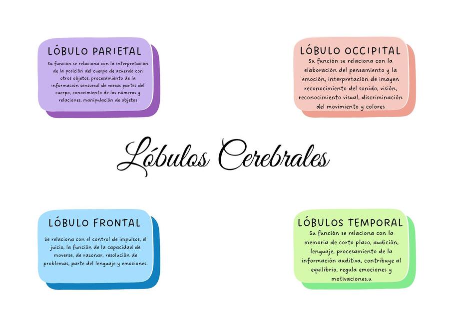 LOBULOS CEREBRALES