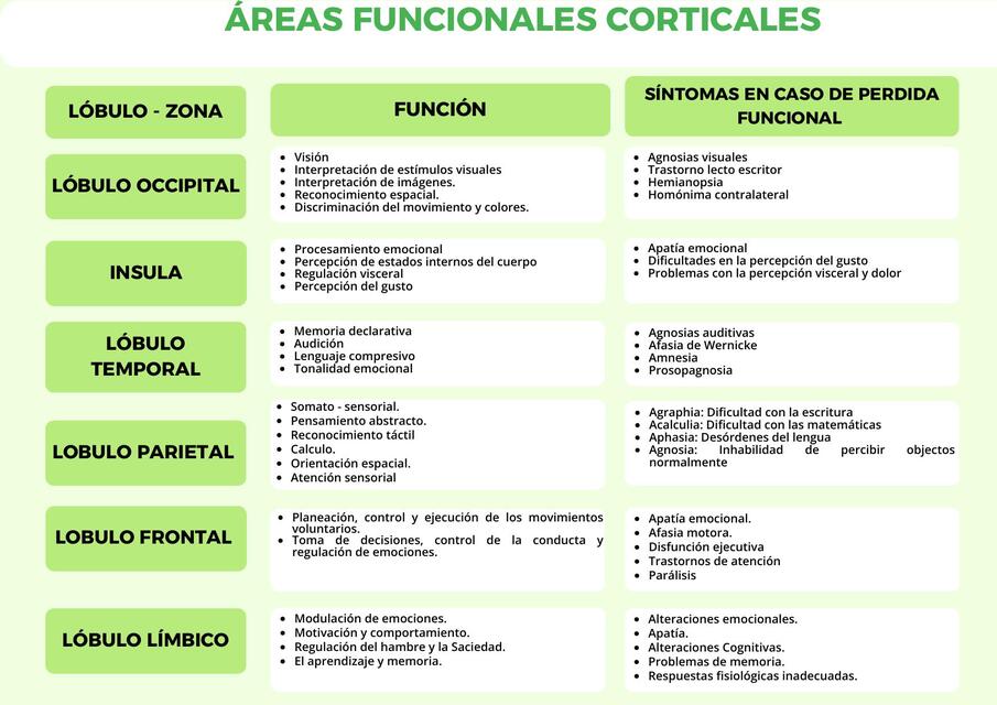 AREAS FUNCIONALES CORTICALES