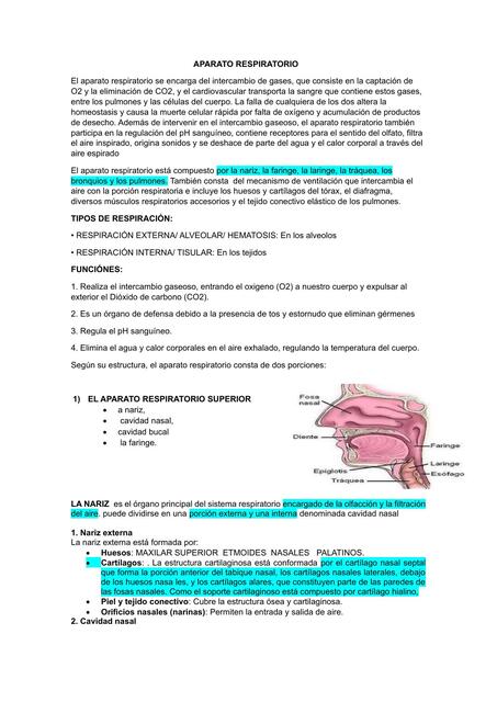 Aparato respiratorio 1