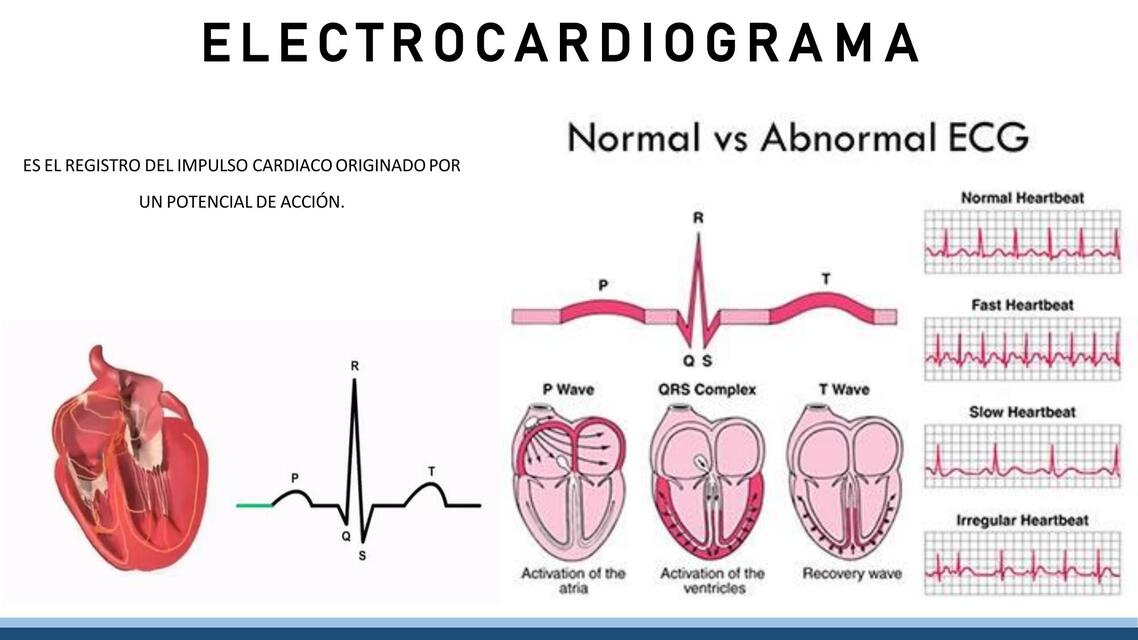 EKG - Fisiología