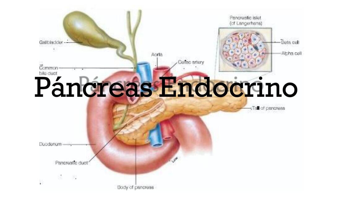 Páncreas Endocrino - Fisiología