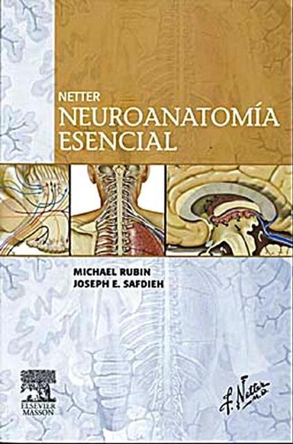 netter neuroanatomia esencial